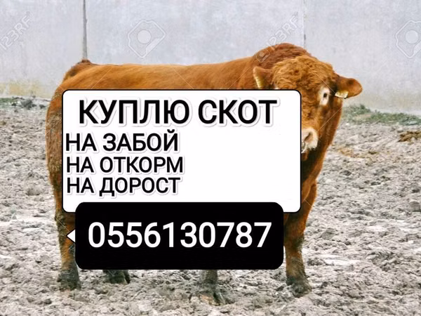 Бык, Коровы — Кыргызстан