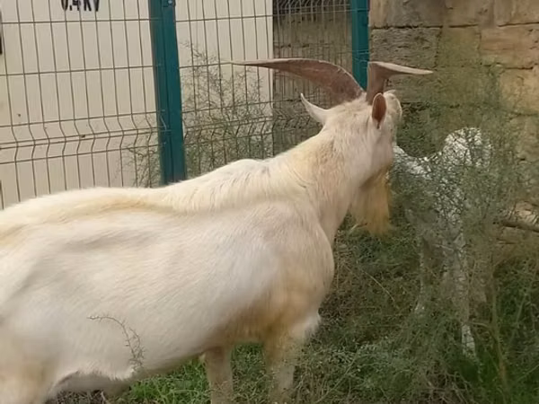 山羊（批次，未指定性别）, Goats