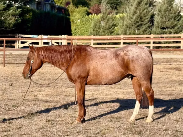 Hengst, Quarter Horse