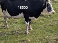 母牛, Russian Black pied cattle — 照片 1