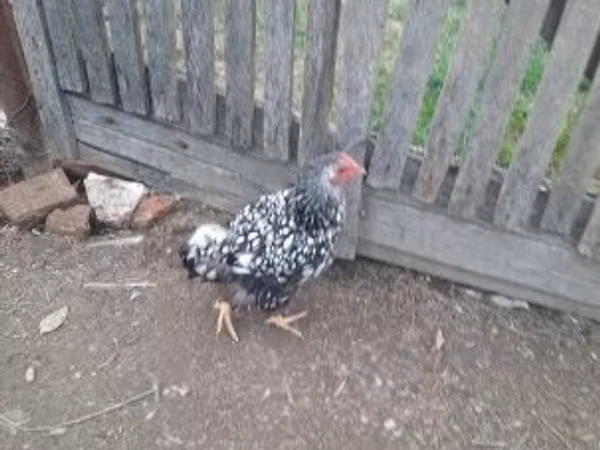 Chickens