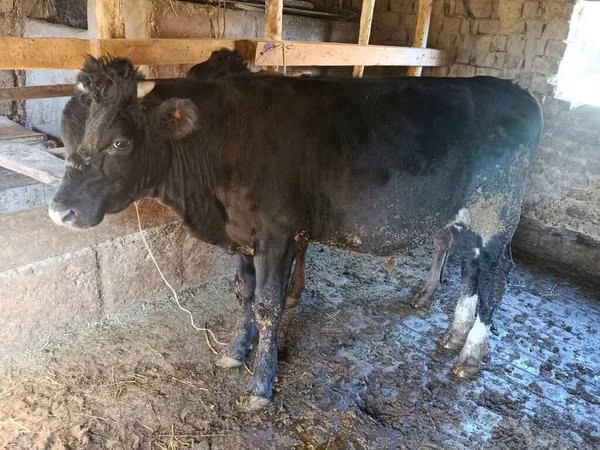 Toro, Ganado vacuno
