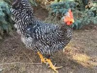 Chickens — foto 3