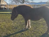 Stute, Hungarian horse breed — Foto 2