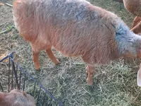 Oveja, Rhon sheep — foto 2