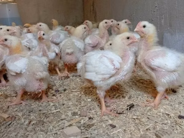 Chickens