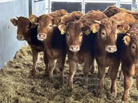 ІҚМ (топ, жынысы көрсетілмеген), Simmental cattle — 3-сурет