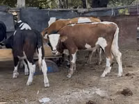 Bulle, Simmental cattle — Foto 1