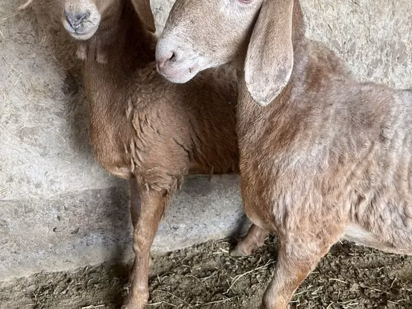 نعجة, Arashan sheep