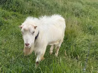 تيس, LaMancha goats — الصورة 1