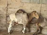 كبش, Arashan sheep — الصورة 3