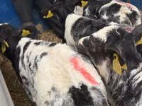 Rinder (Partie, Geschlecht nicht angegeben), Simmental cattle — Foto 6