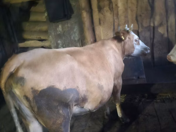 गाय, मवेशी — कज़ाखस्तान