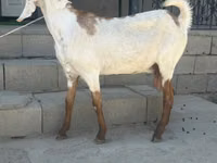 母山羊, Beetal goats — 照片 1