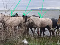 Pferde (Partie, Geschlecht nicht angegeben), Horse breed — Foto 4