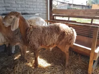 Carnero, Arashan sheep — foto 2
