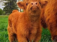 Rinder (Partie, Geschlecht nicht angegeben), Russian Black pied cattle — Foto 3