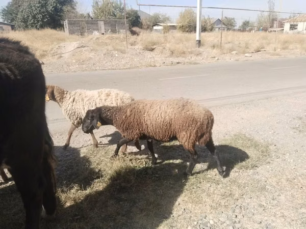 كبش, الأغنام — كازاخستان