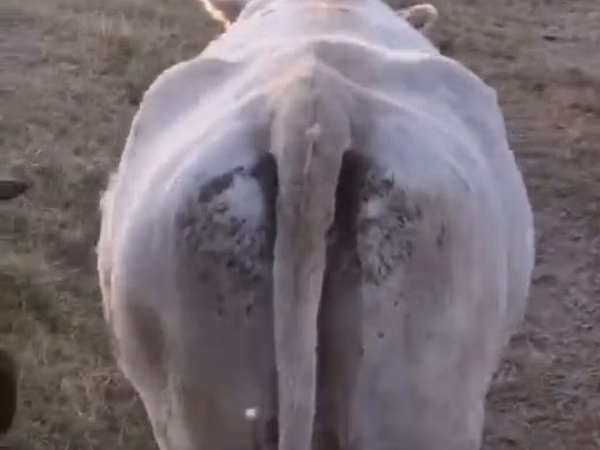 母牛, Cattle — 吉尔吉斯斯坦