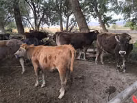 Vaca, Simmental cattle — foto 3