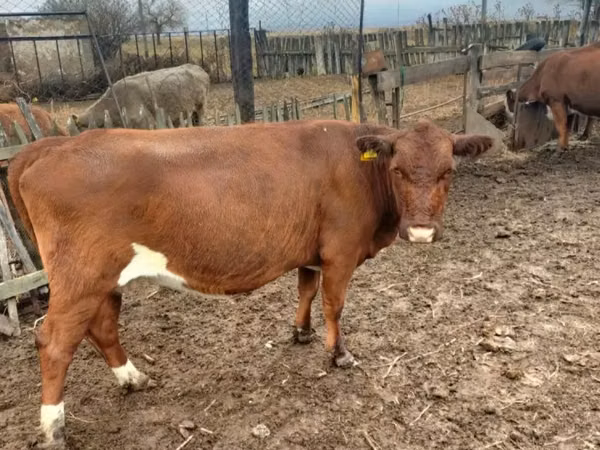Kuh, Wilder Yak