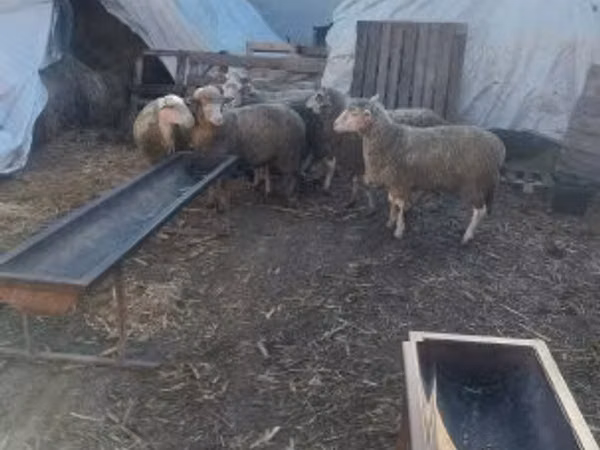 Кой, Койлор