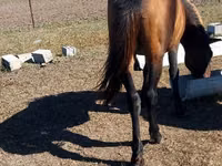Stute, Kazakh horse — Foto 3