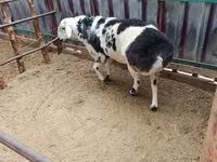 كبش, الأغنام — الصورة 3