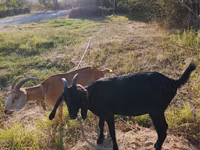 Echki, Nubian Goat — 5-rasm