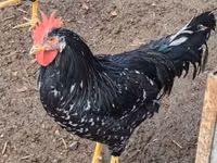 Chickens — फ़ोटो 4