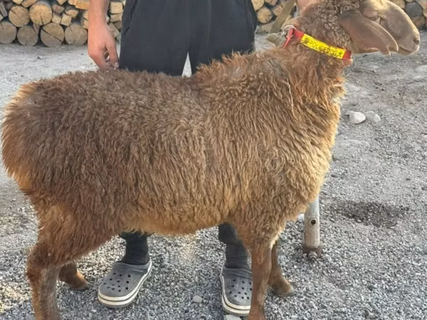 Schaf, Arashan sheep