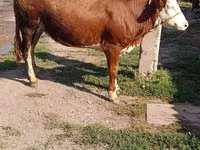 母牛, Simmental cattle — 照片 2
