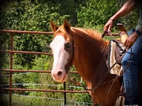 Caballo, American paint horse — foto 8