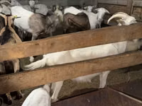 Goat, Saanen goat — photo 4