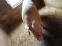 Eber, Schweine — Foto 4