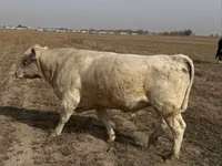 Toro, Raza Auliékol — foto 3