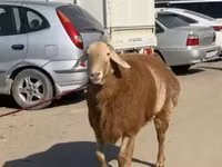 نعجة, الأغنام — الصورة 1