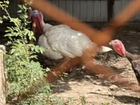 Turkeys — Foto 2