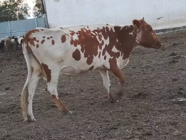 गाय, Simmental cattle — कज़ाखस्तान