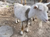 عنزة, Fergana goat — الصورة 1
