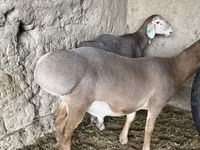 كبش, Arashan sheep — الصورة 3
