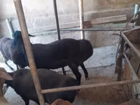 كبش, الأغنام — الصورة 2