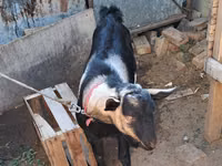 Ziegenbock, Ziegen — Foto 3