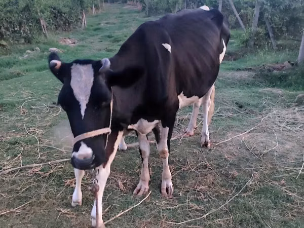 गाय, Russian Black pied cattle — उज़्बेकिस्तान