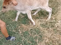 公牛, Cattle — 照片 3