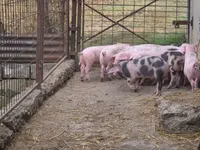 Schweine (Partie, Geschlecht nicht angegeben), Schweine — Foto 5