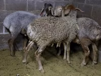 نعجة, Arashan sheep — الصورة 8