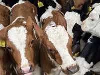 Rinder (Partie, Geschlecht nicht angegeben), Simmental cattle — Foto 2