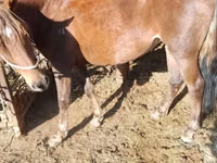 Stute, French Trotter — Foto 1