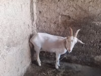 Goat, Goats — photo 3